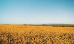 黄色视频特级片,黄色视频特级片背后的真相与警示